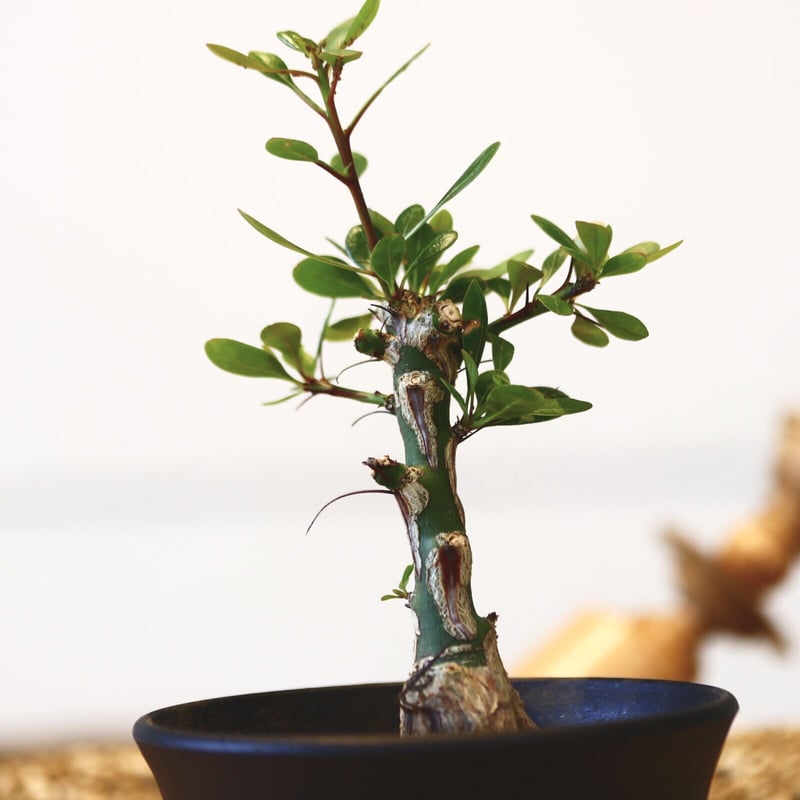 新春価格】【塊根幅13cm】フォークイエリア ファシクラータ 特大美株