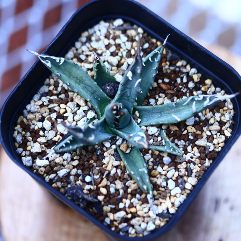 アガベ ユタエンシス エボリスピナ Agave uthaensis var. ebo
