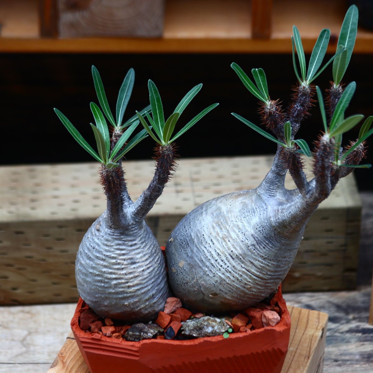 パキポディウム グラキリス 現地球 発根済み 塊根植物 多肉 【公式通販】