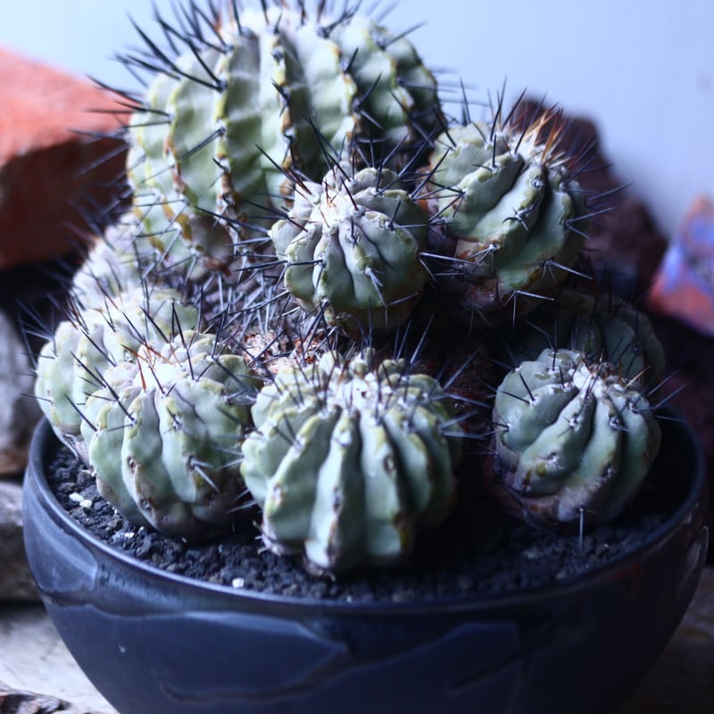 コピアポア 黒王丸 Copiapoa cinerea no.42695 | 芽の巣山