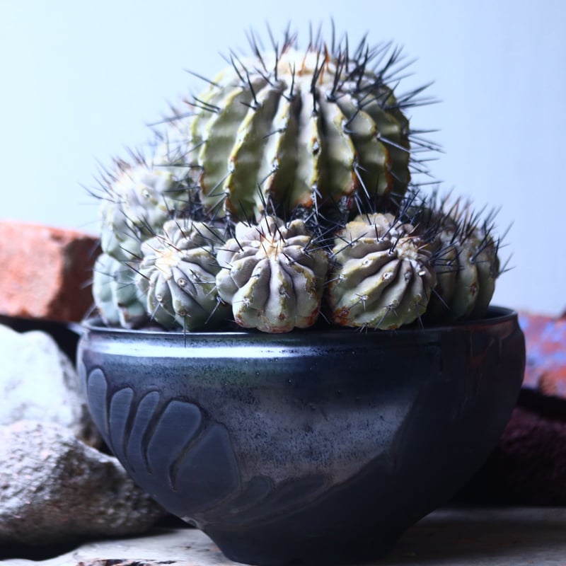 コピアポア 黒王丸 Copiapoa cinerea no.42695 | 芽の巣山