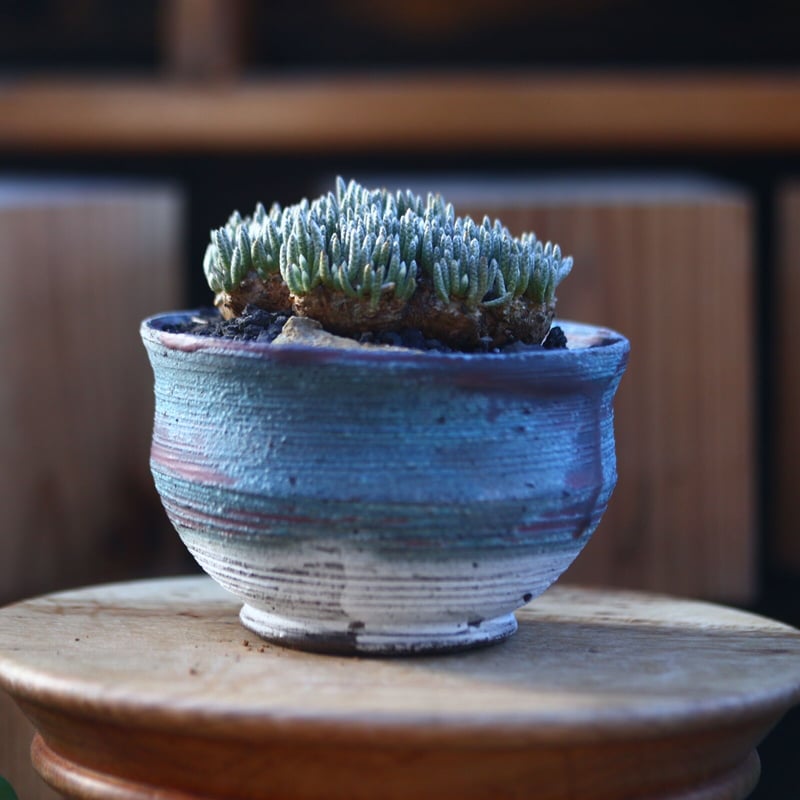 アボニア クイナリア アルストニー 赤花／Avonia quinaria ssp.