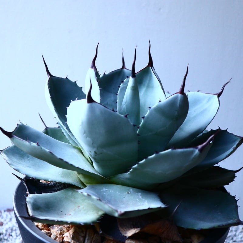 アガベ パリートランカータB 実生株 約25cm 特選株】アガベ・パリー