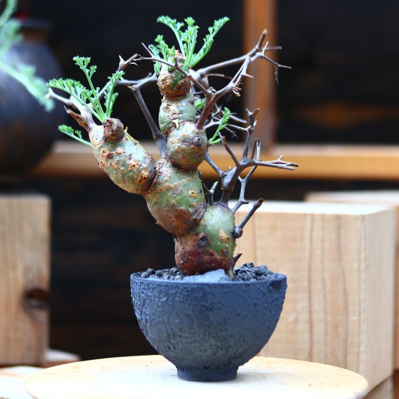 ペラルゴニウム クリズミフォリウム／Pelargonium crithmifolium