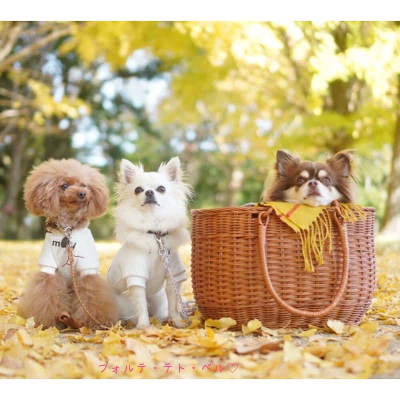 品番816 籐のかごバッグ 籐かご ハンドメイド ラタンバスケット【かご