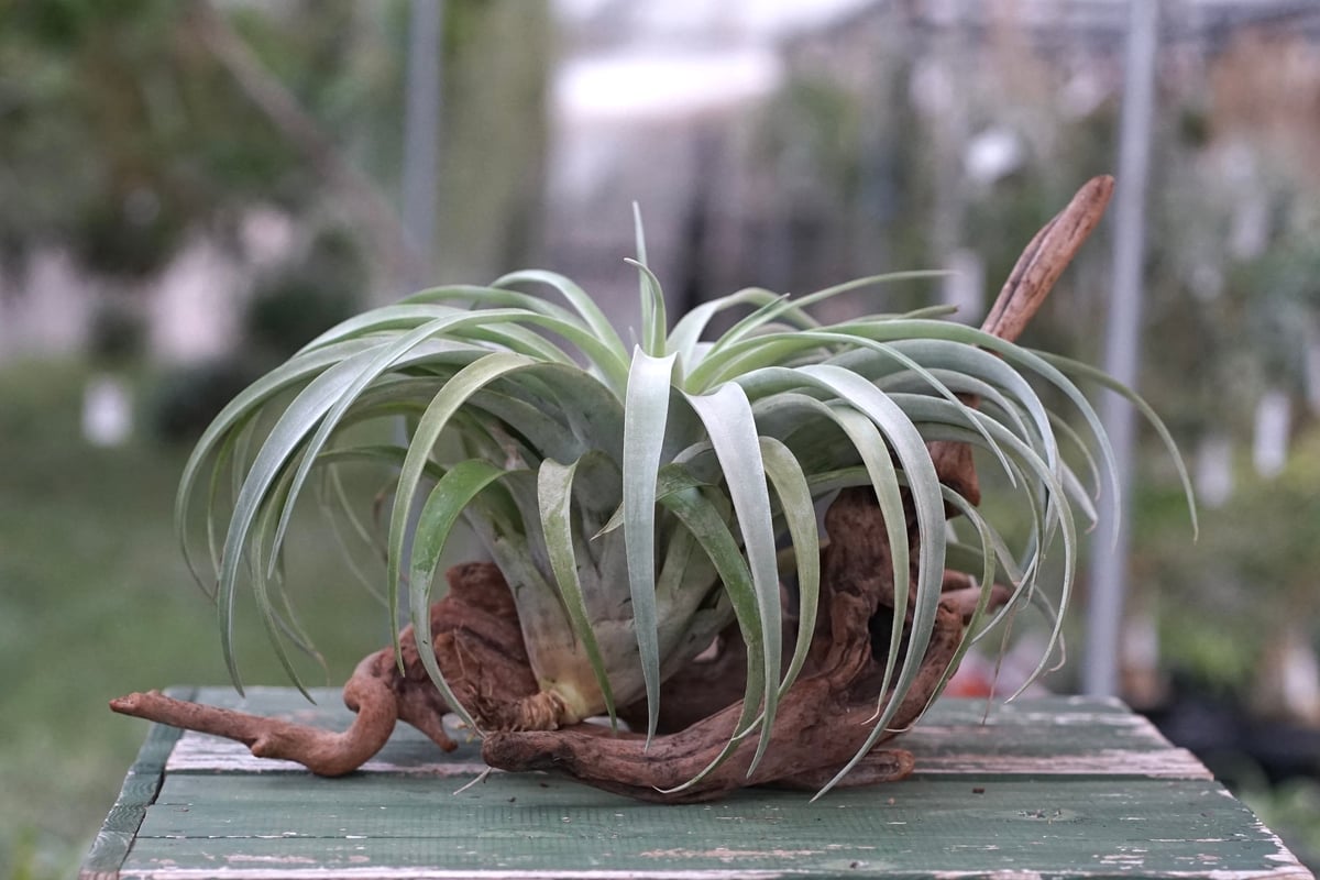 スタッフ特選】カピタータ シルバーローズ 2XLサイズ | air-plants