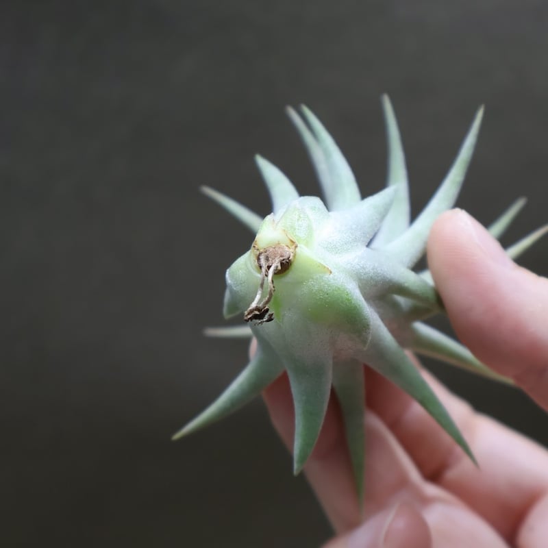 イオナンタ ヘッジホッグ T.I. 04号 | air-plants TENGU-DO