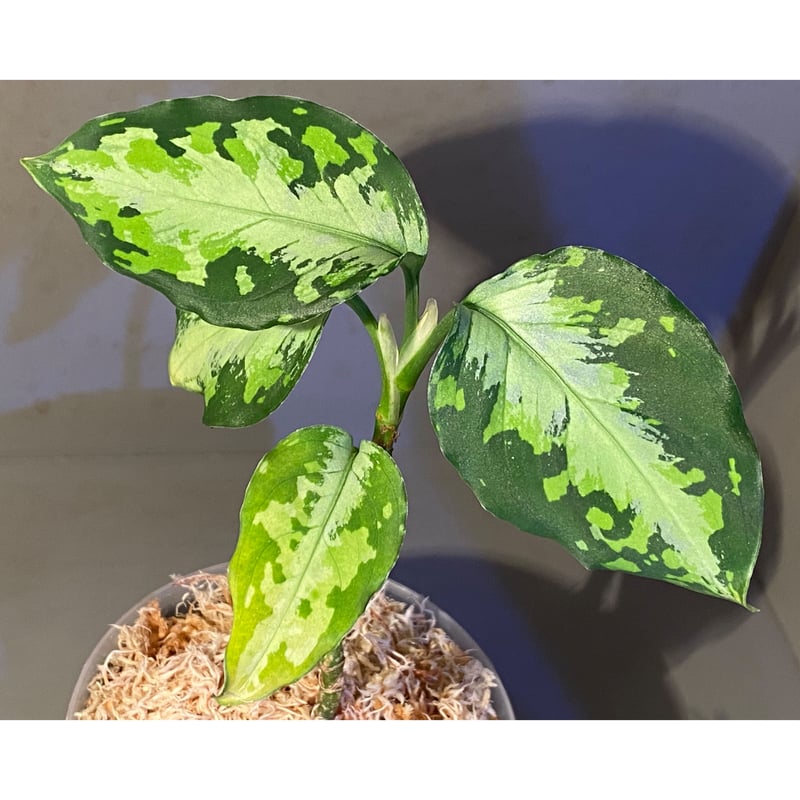 Aglaonema pictum tricolor 