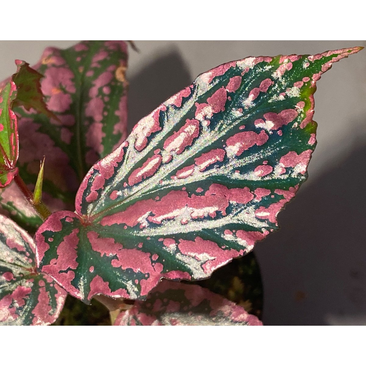 Begonia sp. 