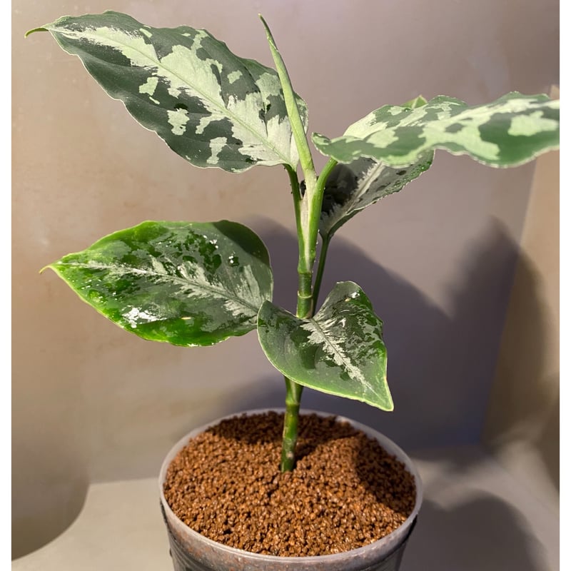Aglaonema pictum [LA0815-z-p-24] | M・R・G・R