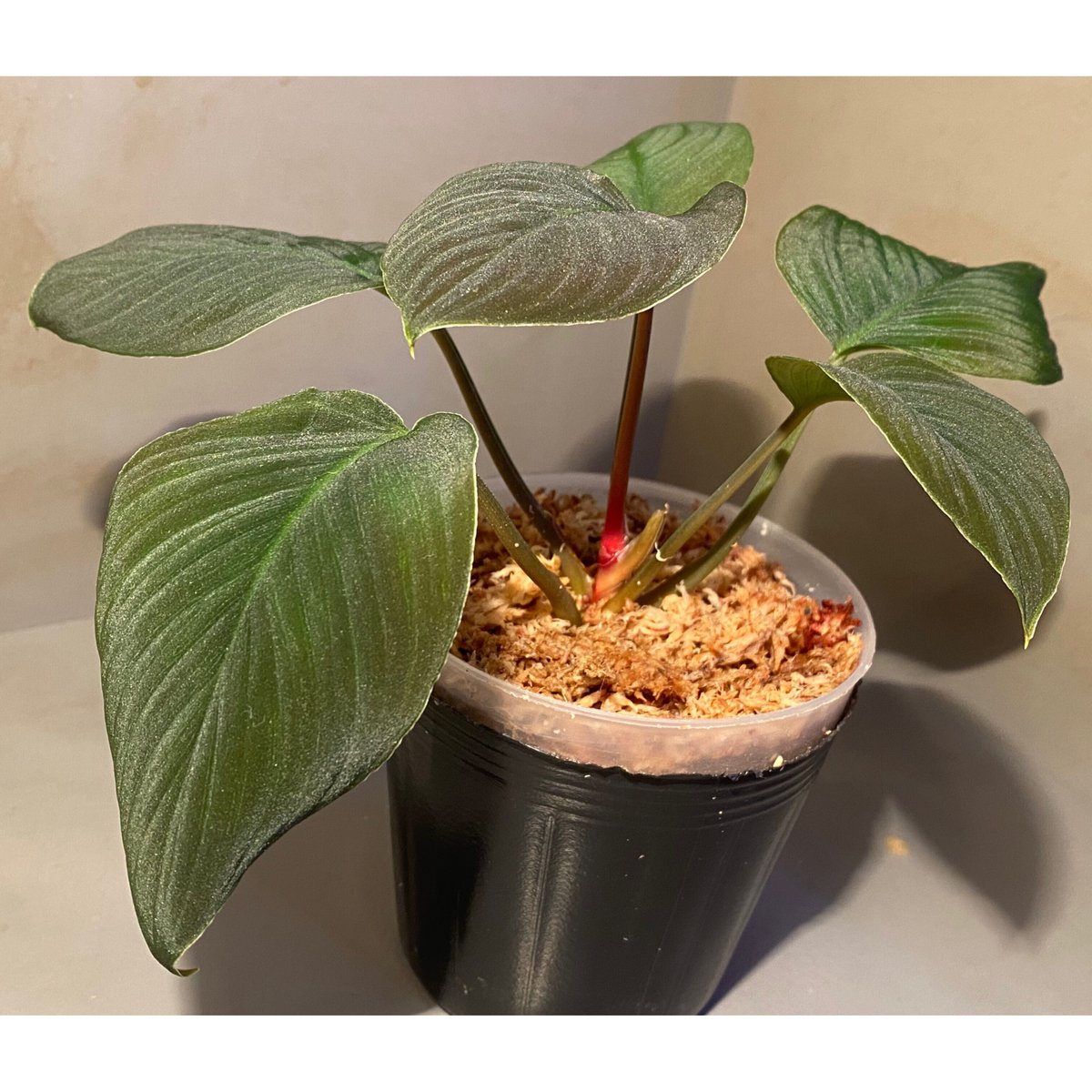 Homalomena sp. from Sumatera Utara [LA0318-01]