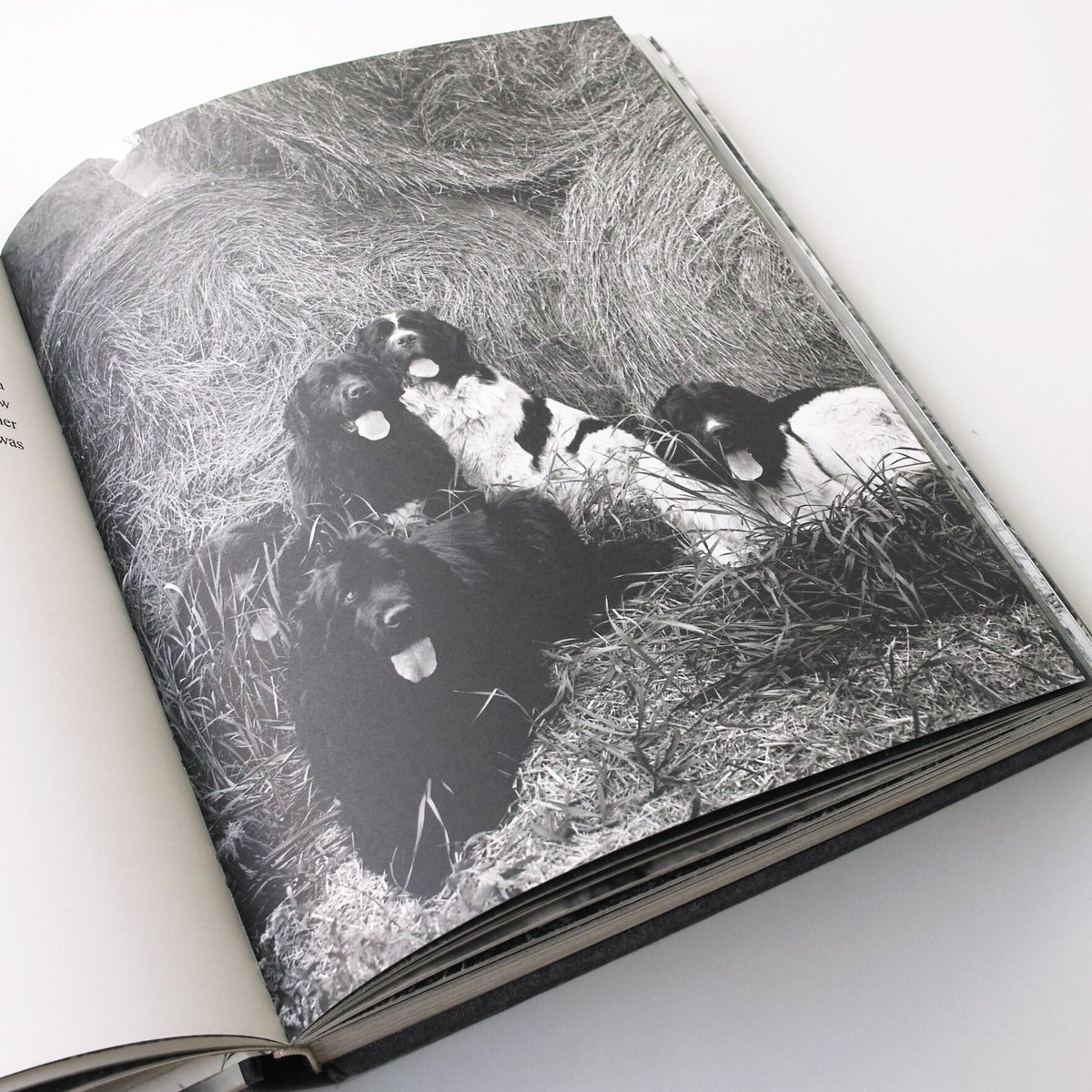 Bruce Weber / Gentle Giants | POST