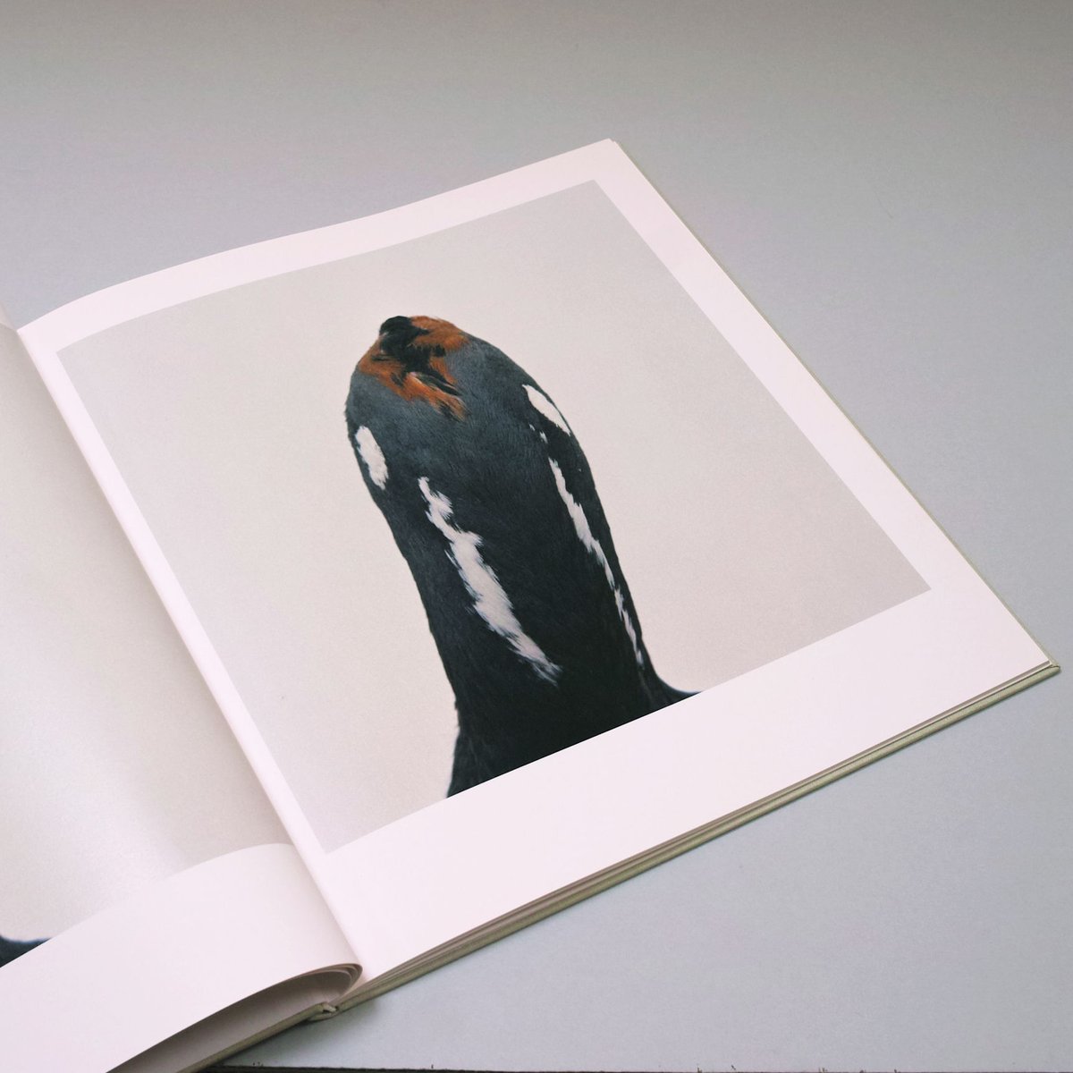 Roni Horn / bird | POST