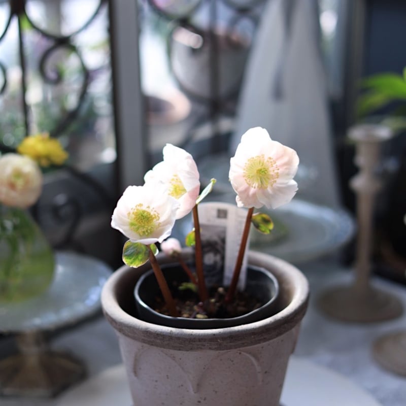 広瀬園芸クリスマスローズ ピンクニゲル4.5寸 | coconiwa