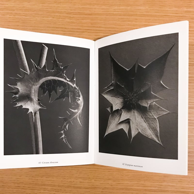 Karl Blossfeldt: The Alphabet of Plants | タバネルブックス