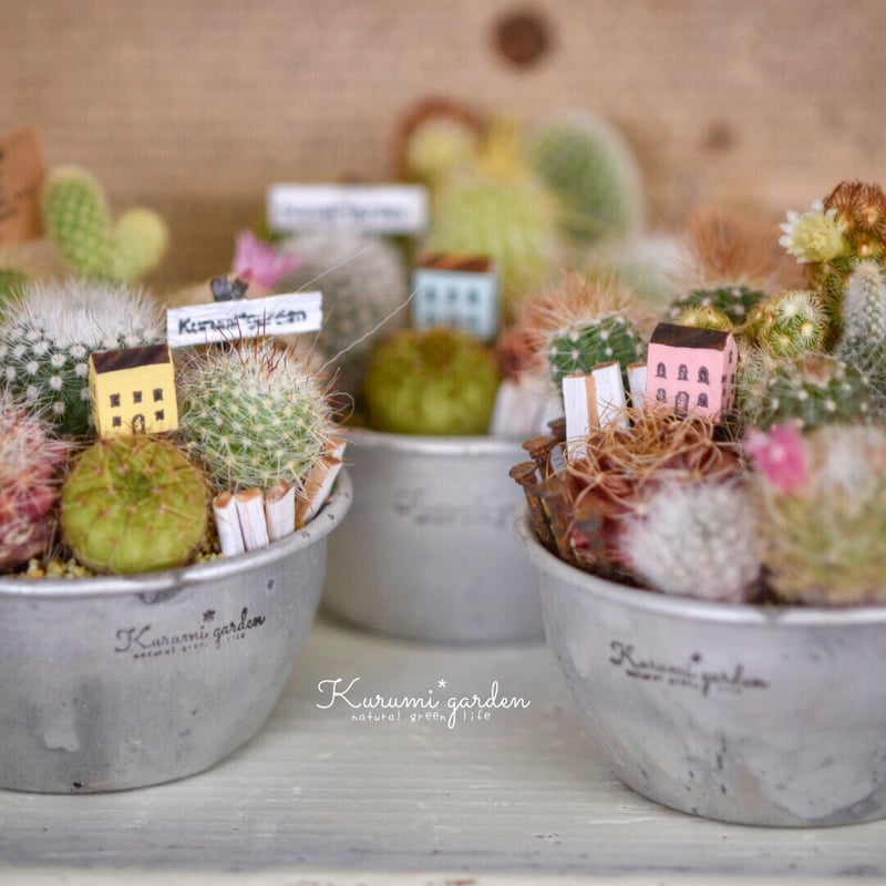 寄せ植えキット(サボテン ミニチュアガーデン キット