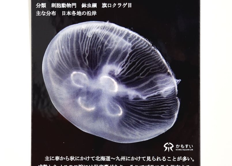 飼育員の暴走シリーズ第4弾！】解説版風 クラゲのステッカー | 海月