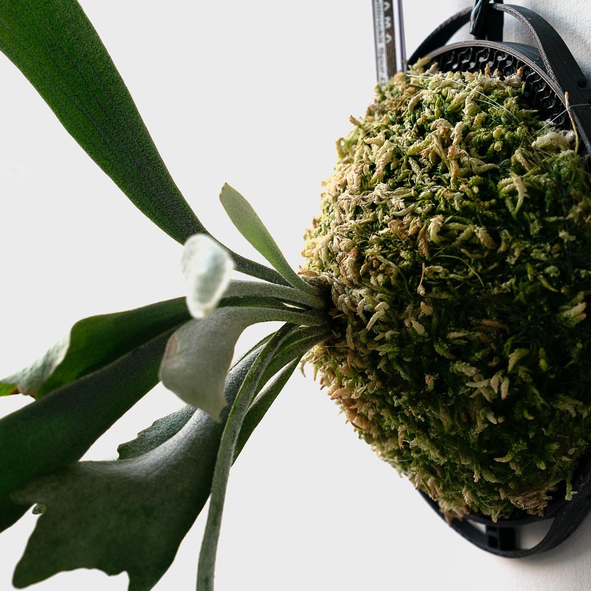 2025.11/22〜】板付ビカクシダ P. willinckii 'Spur' （TC）