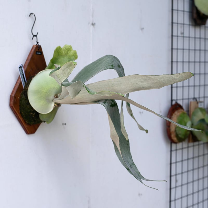 2025.11/12〜】板付ビカクシダ P. Omo 'White Lover'' (TC