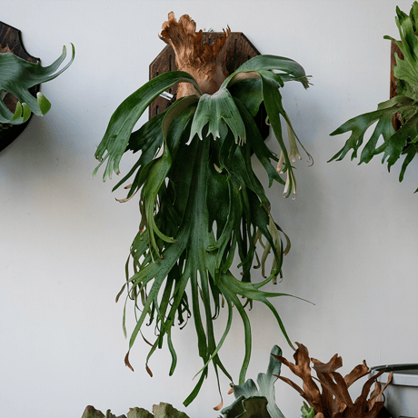 CATEGORY ¥30,000〜 | IMAMA