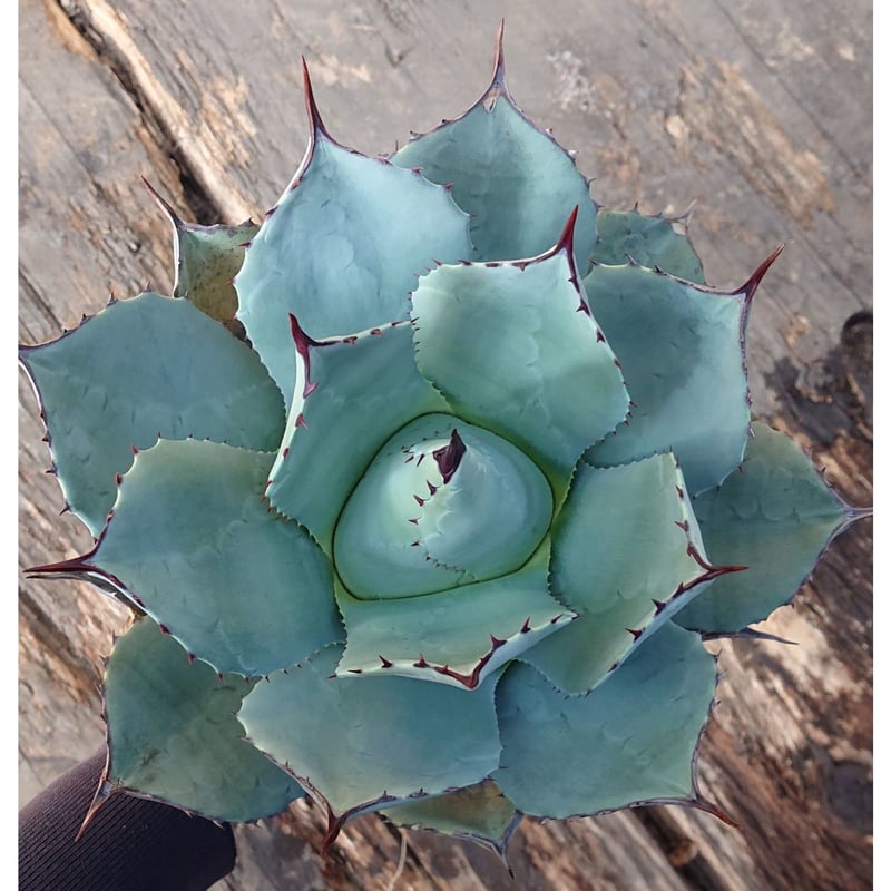 no.1 アガベ パリー トランカータ agave parryi truncata 【発根済】