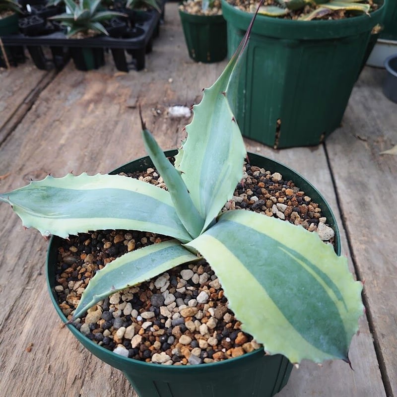 アガベ オバティフォリア オルカ 1 Agave ovatifolia variegated