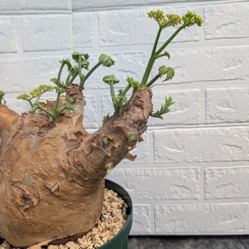 キフォステンマ マクロプス 7 Cyphostemma uter macropus 【発根済】