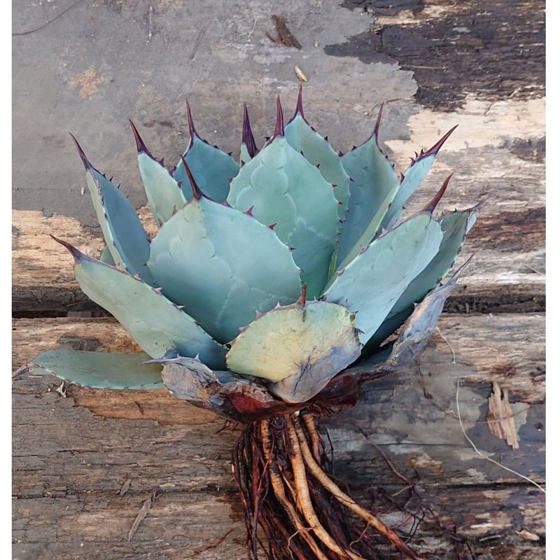 no.1 アガベ パリー トランカータ agave parryi truncata 【発根済】