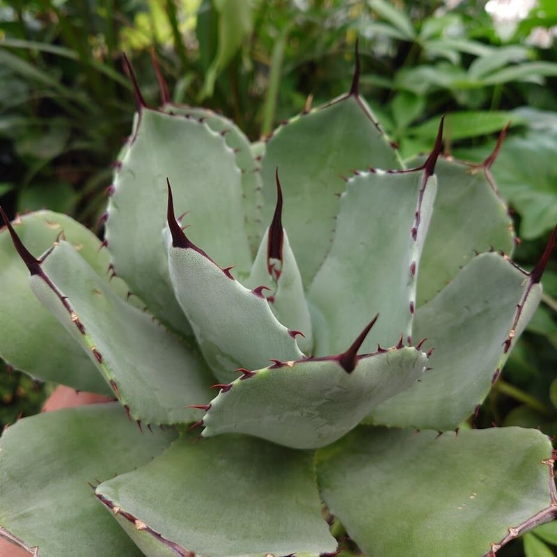 アガベ パリー トランカータ agave parryi truncata P4 | Mello