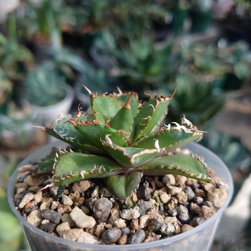 アガベ チタノタ フィリグリー 6 Agave titanota filigree | Mel