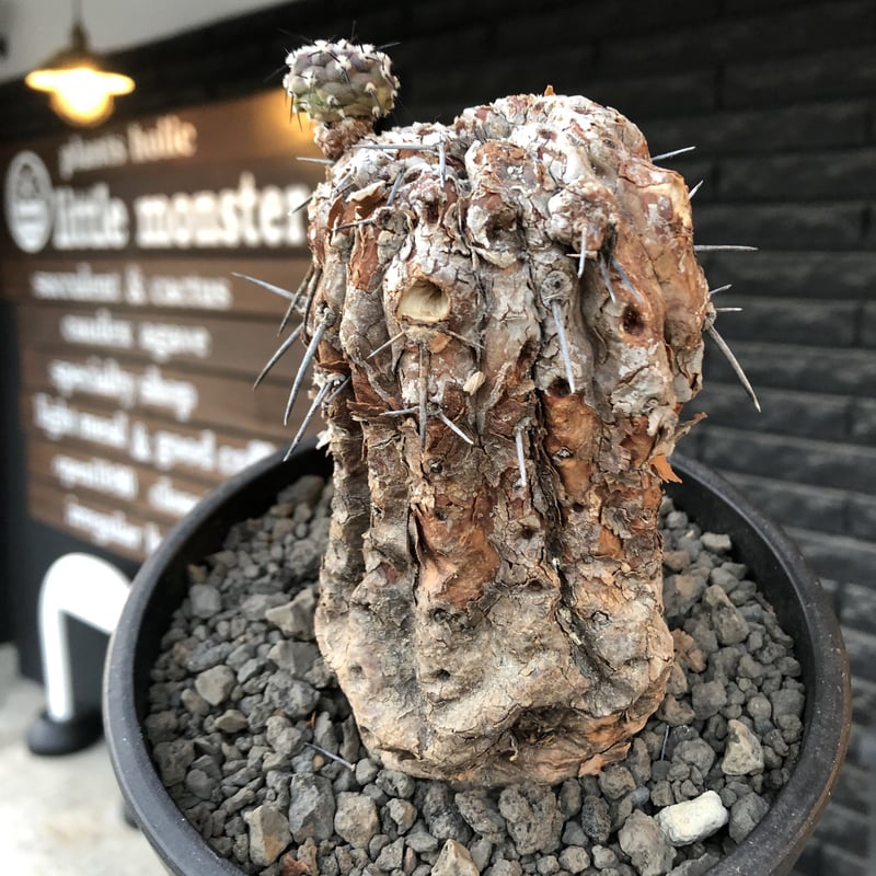 copiapoa cinerea 黒王丸《M size》※現地球発根後店主国内管理21年株※極