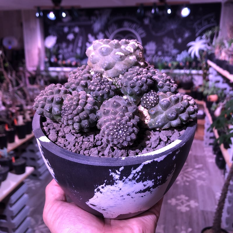 copiapoa hypogaea《LL size》※激希少群生株※現地球自根株※店主国