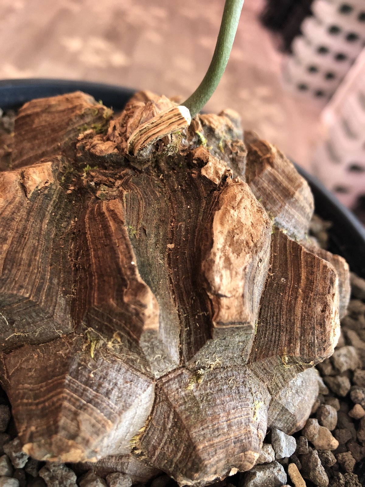 dioscorea macrostachya メキシコ亀甲竜《L size》※現地球らしい切