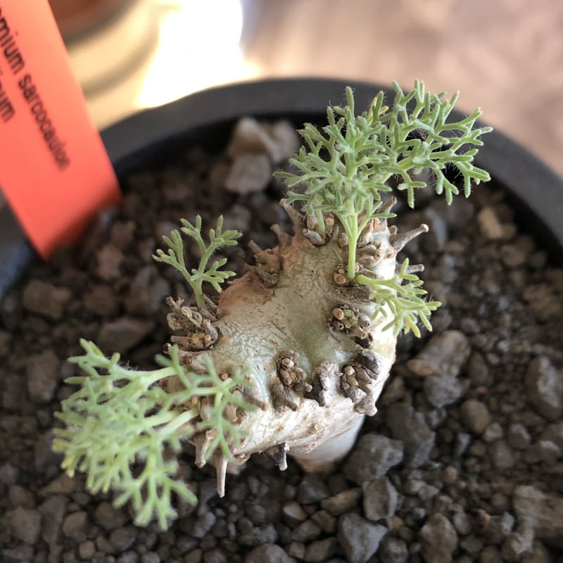 sarcocaulon peniculinum《大きめS size》激希少種※現地球発根後店主