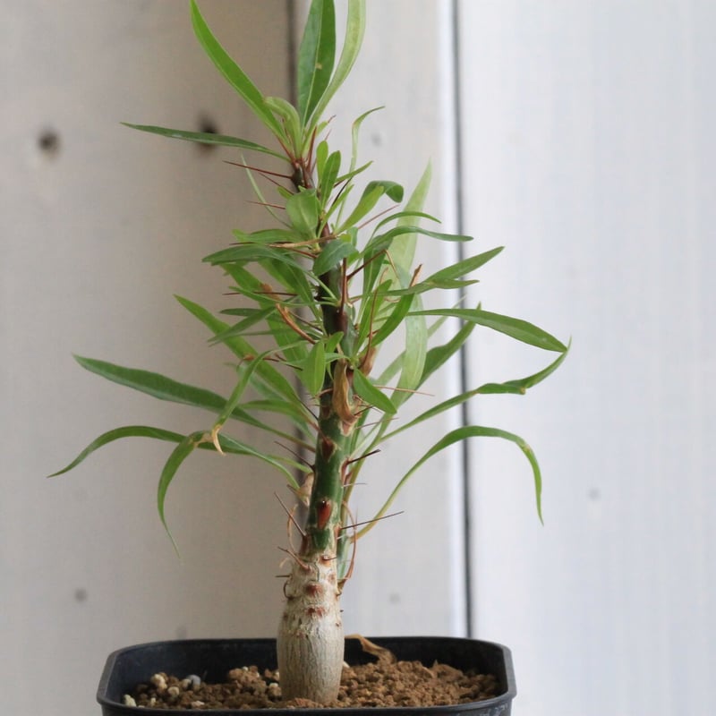 フォークイエリア プルプシー（実生） | hanayoshi-botanical