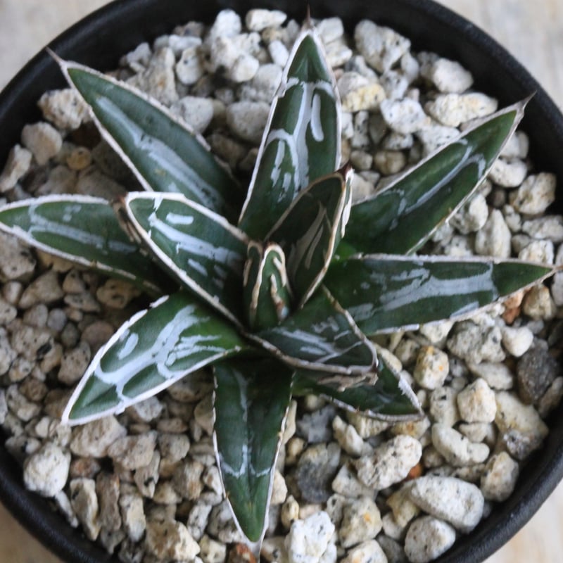 アガベ 特選笹の雪 NO-1 | hanayoshi-botanical