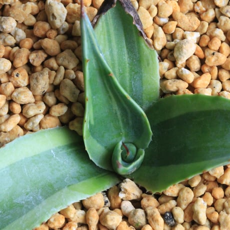 アガベオバティフォリア | STORES