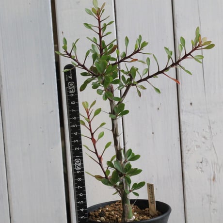 フォークイエリアファシクラータ | STORES