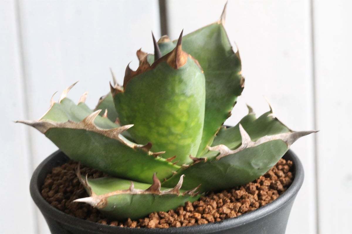 アガベ チタノタ コンパクト実生株 発根済み子株 Agave titanota 子株