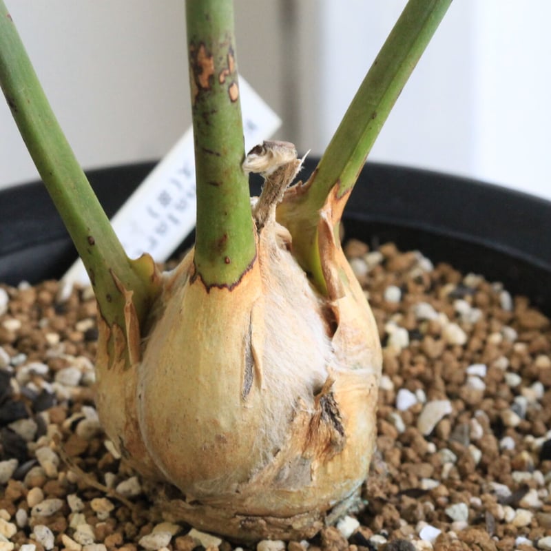 エンセファラルトス ホリダス ドワーフ | hanayoshi-botanical