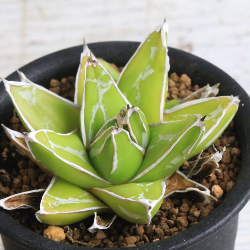 アガベ 特選笹の雪 薄雲 | hanayoshi-botanical