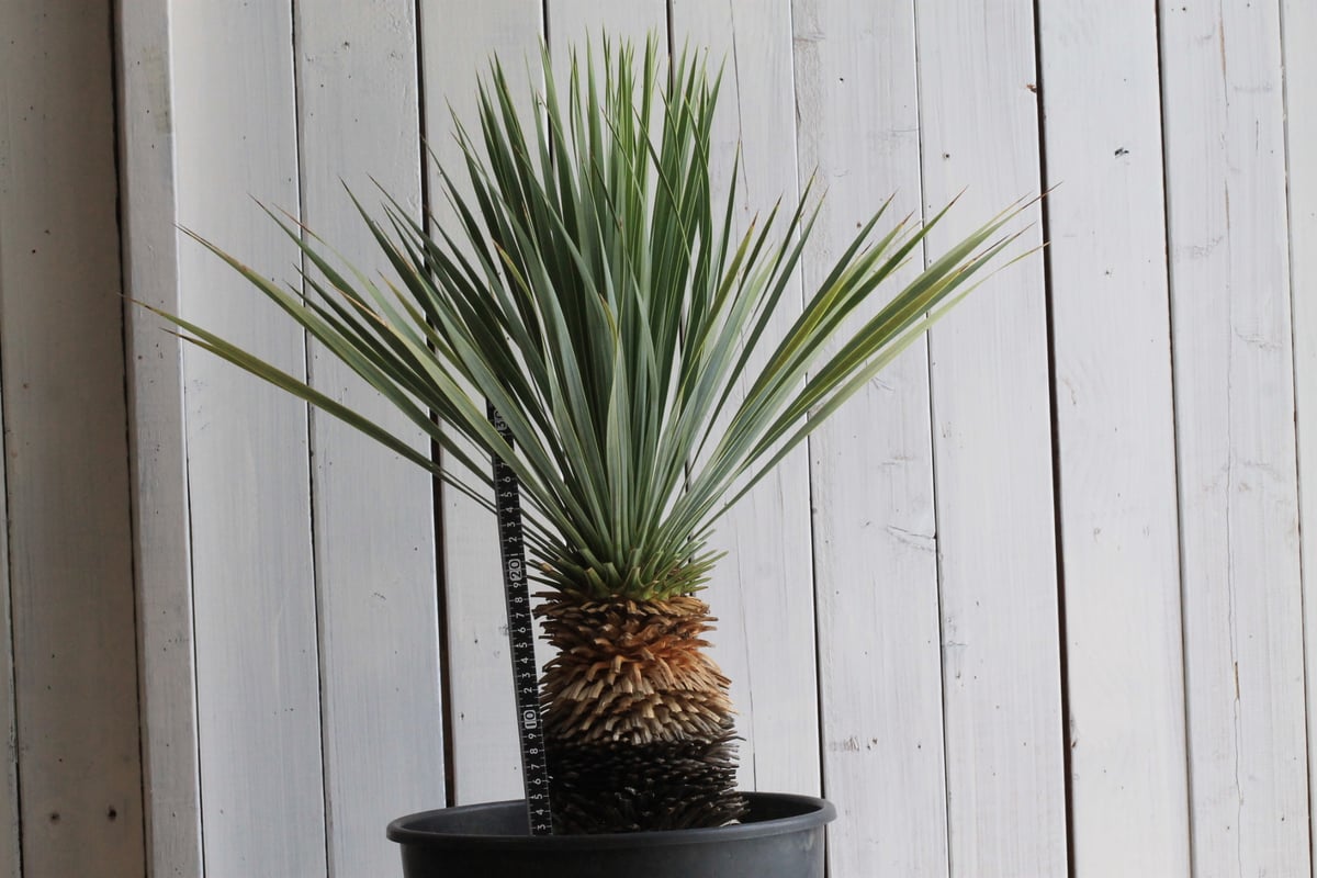 ユッカ ロストラータ ブルーサンダー① | hanayoshi-botanical