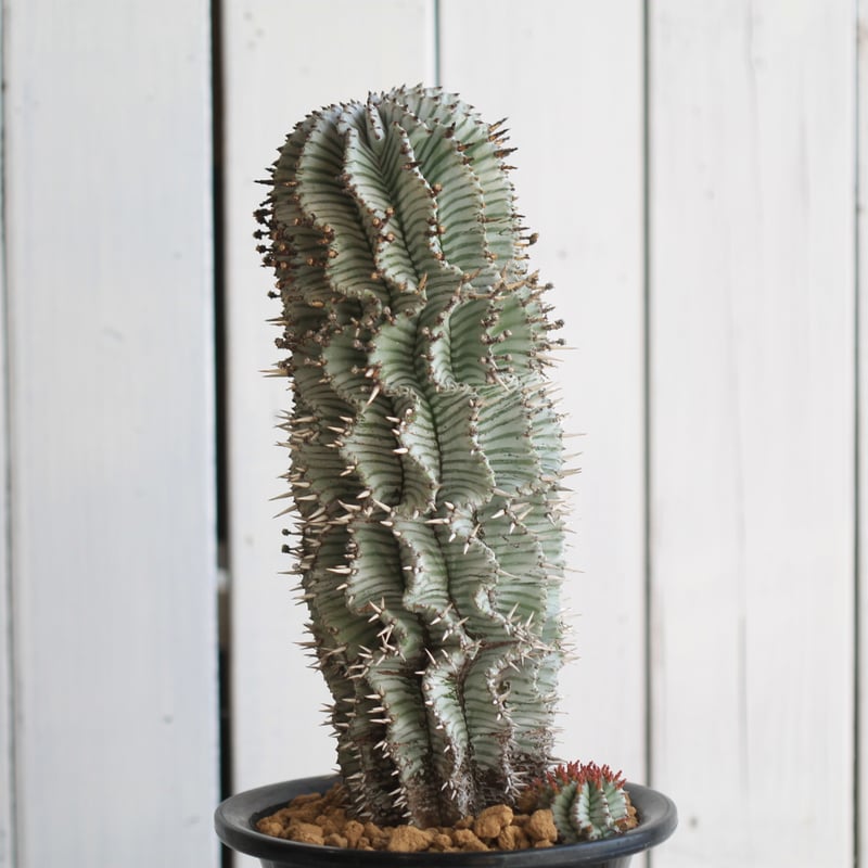 ユーフォルビア 宇田ゼブラ | hanayoshi-botanical