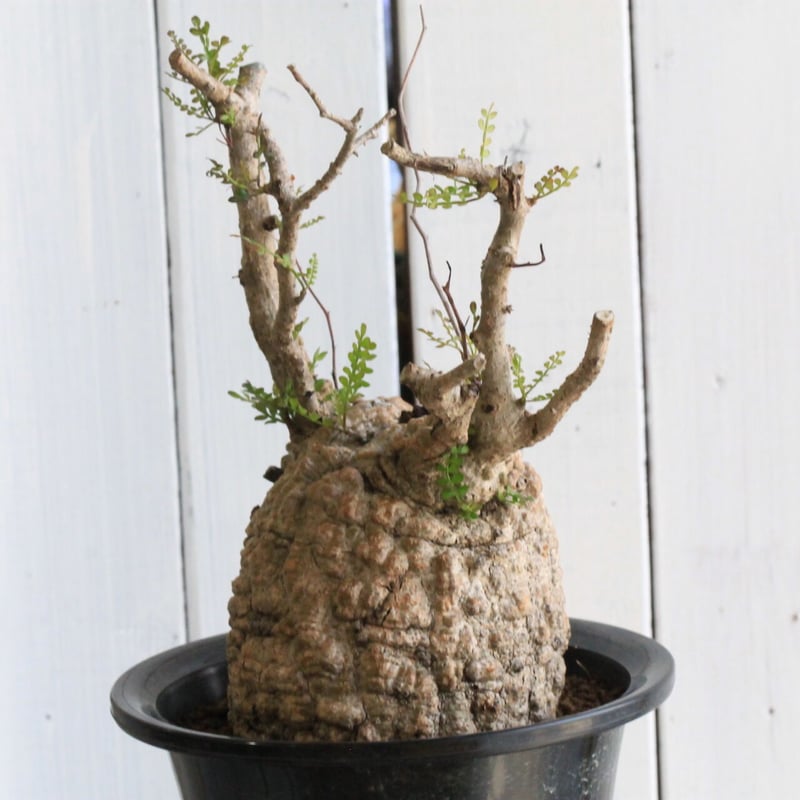 オペルクリカリア パキプス | hanayoshi-botanical