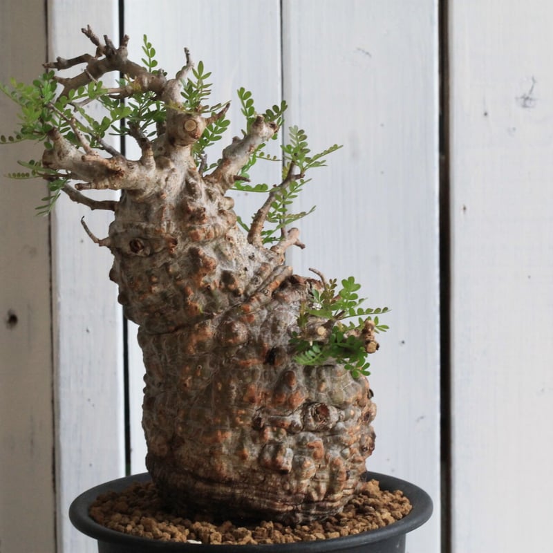 1オペルクリカリア パキプス | hanayoshi-botanical