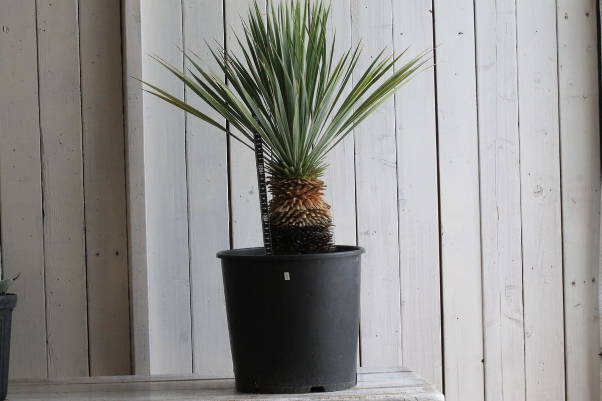 ユッカ ロストラータ ブルーサンダー① | hanayoshi-botanical