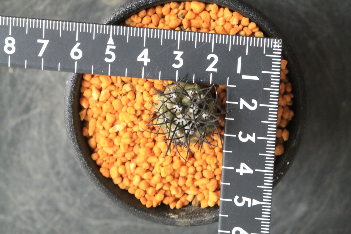 コピアポア グリセオビオラセア | hanayoshi-botanical