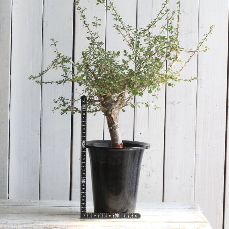 コミフォラ シンプリキフォリア | hanayoshi-botanical