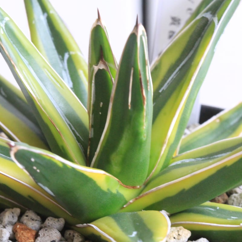 アガベ 笹の雪 黄覆輪鮮明斑 | hanayoshi-botanical