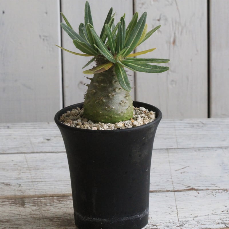 パキポディウム グラキリス 実生 | hanayoshi-botanical